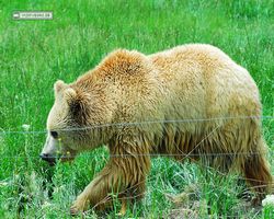 Idaho - Rexburg - Yellowstone Bear World