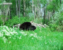 Idaho - Rexburg - Yellowstone Bear World