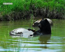 Idaho - Rexburg - Yellowstone Bear World