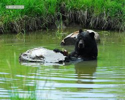 Idaho - Rexburg - Yellowstone Bear World