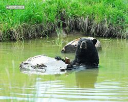 Idaho - Rexburg - Yellowstone Bear World