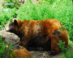 Idaho - Rexburg - Yellowstone Bear World