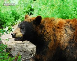 Idaho - Rexburg - Yellowstone Bear World