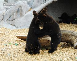 Idaho - Rexburg - Yellowstone Bear World