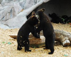 Idaho - Rexburg - Yellowstone Bear World