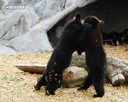 Idaho - Rexburg - Yellowstone Bear World