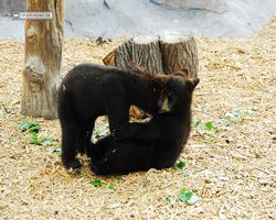 Idaho - Rexburg - Yellowstone Bear World