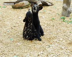 Idaho - Rexburg - Yellowstone Bear World