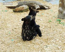 Idaho - Rexburg - Yellowstone Bear World