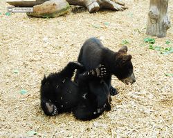 Idaho - Rexburg - Yellowstone Bear World