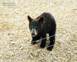 Idaho - Rexburg - Yellowstone Bear World