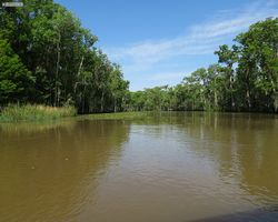 Louisiana - New Orleans - Cajun Encounters Swamp Tour