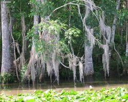 Louisiana - New Orleans - Cajun Encounters Swamp Tour