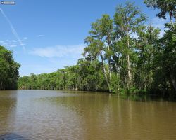 Louisiana - New Orleans - Cajun Encounters Swamp Tour