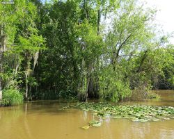 Louisiana - New Orleans - Cajun Encounters Swamp Tour