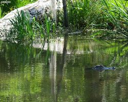 Louisiana - New Orleans - Cajun Encounters Swamp Tour