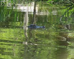 Louisiana - New Orleans - Cajun Encounters Swamp Tour