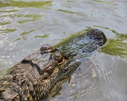 Louisiana - New Orleans - Cajun Encounters Swamp Tour