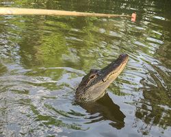 Louisiana - New Orleans - Cajun Encounters Swamp Tour