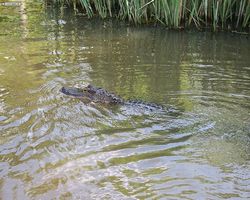 Louisiana - New Orleans - Cajun Encounters Swamp Tour