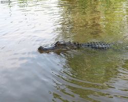 Louisiana - New Orleans - Cajun Encounters Swamp Tour
