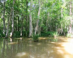 Louisiana - New Orleans - Cajun Encounters Swamp Tour