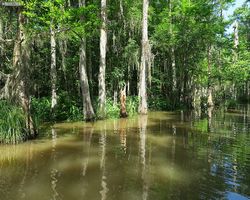 Louisiana - New Orleans - Cajun Encounters Swamp Tour