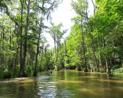 Louisiana - New Orleans - Cajun Encounters Swamp Tour