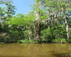 Louisiana - New Orleans - Cajun Encounters Swamp Tour