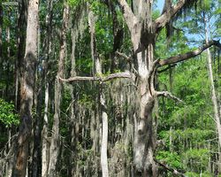 Louisiana - New Orleans - Cajun Encounters Swamp Tour