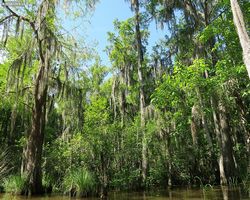 Louisiana - New Orleans - Cajun Encounters Swamp Tour