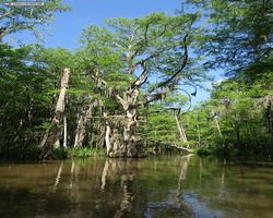 Louisiana - New Orleans - Cajun Encounters Swamp Tour