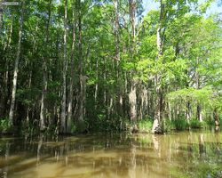Louisiana - New Orleans - Cajun Encounters Swamp Tour