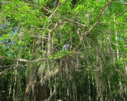 Louisiana - New Orleans - Cajun Encounters Swamp Tour