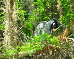 Louisiana - New Orleans - Cajun Encounters Swamp Tour