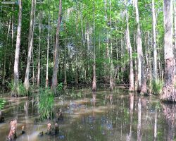 Louisiana - New Orleans - Cajun Encounters Swamp Tour