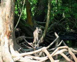 Louisiana - New Orleans - Cajun Encounters Swamp Tour