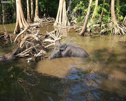 Louisiana - New Orleans - Cajun Encounters Swamp Tour