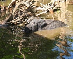 Louisiana - New Orleans - Cajun Encounters Swamp Tour