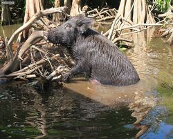 Louisiana - New Orleans - Cajun Encounters Swamp Tour