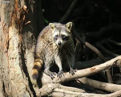 Louisiana - New Orleans - Cajun Encounters Swamp Tour