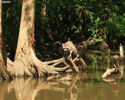 Louisiana - New Orleans - Cajun Encounters Swamp Tour