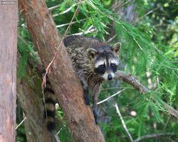 Louisiana - New Orleans - Cajun Encounters Swamp Tour