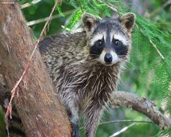 Cajun Encounters Swamp Tour