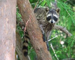 Louisiana - New Orleans - Cajun Encounters Swamp Tour