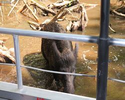 Louisiana - New Orleans - Cajun Encounters Swamp Tour
