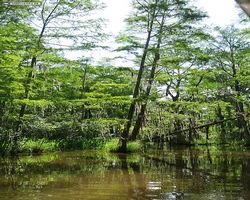 Louisiana - New Orleans - Cajun Encounters Swamp Tour