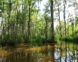 Louisiana - New Orleans - Cajun Encounters Swamp Tour