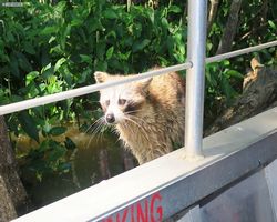 Louisiana - New Orleans - Cajun Encounters Swamp Tour