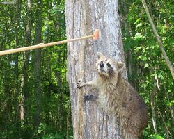 Louisiana - New Orleans - Cajun Encounters Swamp Tour